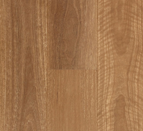 qld-spotted-gum-500x456