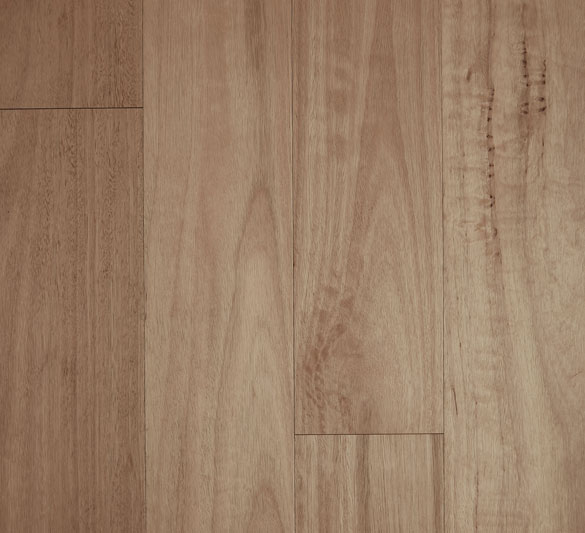 blackbutt-brush blackbutt-brush